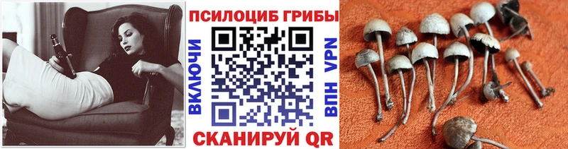 Псилоцибиновые грибы GOLDEN TEACHER  наркота  Дмитриев 